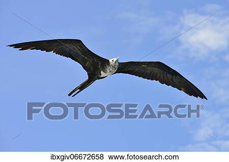 Magnificent frigatebird (Fregata magnificens), young in flight, Fernandina Island, Galapagos, Ecuador, South America View Large Photo Image Stock Photo - Magnificent frigatebird (Fregata magnificens), young in flight, Fernandina Island, Galapagos, Ecuador, South America. Fotosearch