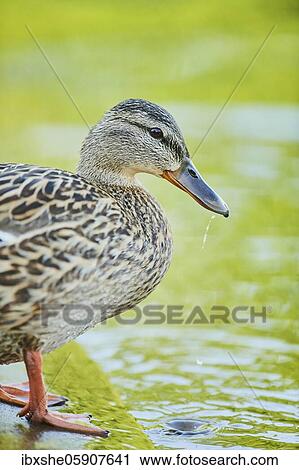 Mallard (Anas platyrhynchos), female, at the shore of a lake, Franconia, Bavaria, Germany, Europe View Large Photo Image Stock Image - Mallard (Anas platyrhynchos), female, at the shore of a lake, Franconia, Bavaria, Germany, Europe. Fotosearch
