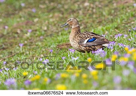Mallard (Anas platyrhynchos) on spring meadow, Hesse, Germany, Europe View Large Photo Image Picture - Mallard (Anas platyrhynchos) on spring meadow, Hesse, Germany, Europe. Fotosearch
