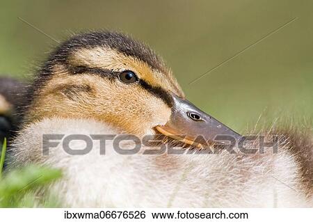 Stock Photograph - Mallard (Anas platyrhynchos), young bird, animal portrait, Hesse, Germany, Europe. Fotosearch