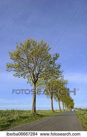Maple (Acer), row of trees with leaf shoots on a country road, North Rhine-Westphalia, Germany, Europe View Large Photo Image Picture - Maple (Acer), row of trees with leaf shoots on a country road, North Rhine-Westphalia, Germany, Europe. Fotosearch