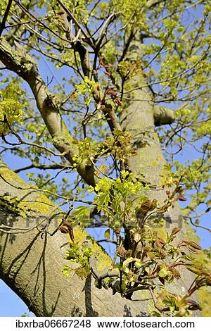 Maple (Acer), view into the tree crown with leaf shoots at flowering time, spring, North Rhine-Westphalia, Germany, Europe View Large Photo Image Stock Photo - Maple (Acer), view into the tree crown with leaf shoots at flowering time, spring, North Rhine-Westphalia, Germany, Europe. Fotosearch
