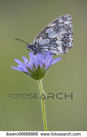 Marbled white (Melanargia galathea), butterfly, Eichstätt, Bavaria, Germany, Europe View Large Photo Image Stock Photograph - Marbled white (Melanargia galathea), butterfly, Eichstätt, Bavaria, Germany, Europe. Fotosearch