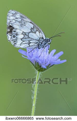 Marbled white (Melanargia galathea), butterfly, Eichstätt, Bavaria, Germany, Europe View Large Photo Image Stock Photography - Marbled white (Melanargia galathea), butterfly, Eichstätt, Bavaria, Germany, Europe. Fotosearch