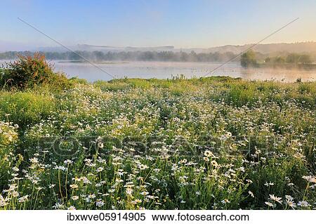 Marguerite (Leucanthemum), flower, meadow, Zielfinger Seen, Upper Danube nature park Park, Baden-Württemberg, Germany, Europe View Large Photo Image Stock Photography - Marguerite (Leucanthemum), flower, meadow, Zielfinger Seen, Upper Danube nature park Park, Baden-Württemberg, Germany, Europe. Fotosearch