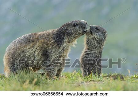 Marmot, Heiligenblut, Carinthia, Austria, Europe View Large Photo Image Picture - Marmot, Heiligenblut, Carinthia, Austria, Europe. Fotosearch