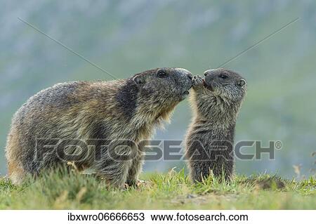 Marmot, Heiligenblut, Carinthia, Austria, Europe View Large Photo Image Stock Image - Marmot, Heiligenblut, Carinthia, Austria, Europe. Fotosearch