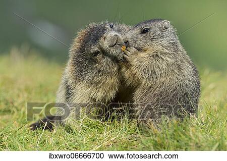Stock Image - Marmot, Heiligenblut, Carinthia, Austria, Europe. Fotosearch