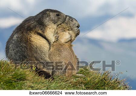 Marmot (Marmota marmota) in the Alps, ungulate with adult, mother and child, Hohe Tauern National Park, Austria, Europe View Large Photo Image Picture - Marmot (Marmota marmota) in the Alps, ungulate with adult, mother and child, Hohe Tauern National Park, Austria, Europe. Fotosearch
