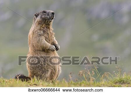 Marmot (Marmota marmota) in the Alps, Hohe Tauern National Park, Austria, Europe View Large Photo Image Picture - Marmot (Marmota marmota) in the Alps, Hohe Tauern National Park, Austria, Europe. Fotosearch