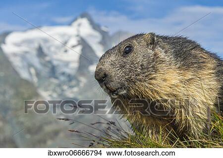 Marmot (Marmota marmota) in the Alps, Portrait, Hohe Tauern National Park, Austria, Europe View Large Photo Image Picture - Marmot (Marmota marmota) in the Alps, Portrait, Hohe Tauern National Park, Austria, Europe. Fotosearch