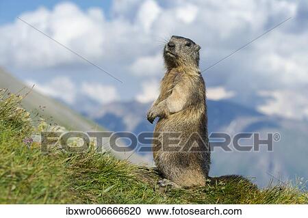 Marmot (Marmota marmota) in the Alps, Hohe Tauern National Park, Austria, Europe View Large Photo Image Stock Image - Marmot (Marmota marmota) in the Alps, Hohe Tauern National Park, Austria, Europe. Fotosearch