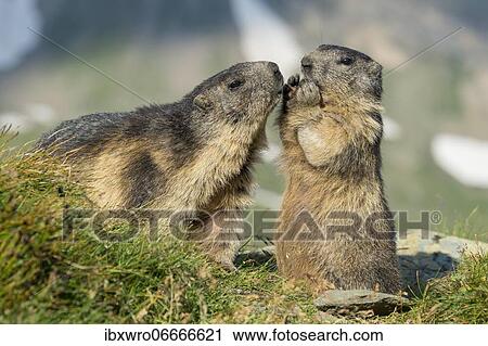 Stock Image - Marmot (Marmota marmota) in the Alps, ungulate with adult, mother and child, Hohe Tauern National Park, Austria, Europe. Fotosearch