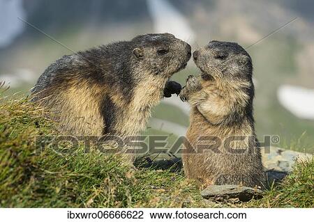 Stock Image - Marmot (Marmota marmota) in the Alps, ungulate with adult, mother and child, Hohe Tauern National Park, Austria, Europe. Fotosearch