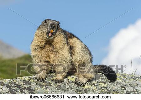 Marmot (Marmota marmota) in the Alps, Hohe Tauern National Park, Austria, Europe View Large Photo Image Stock Image - Marmot (Marmota marmota) in the Alps, Hohe Tauern National Park, Austria, Europe. Fotosearch