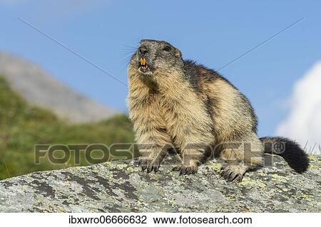 Marmot (Marmota marmota) in the Alps, Hohe Tauern National Park, Austria, Europe View Large Photo Image Stock Image - Marmot (Marmota marmota) in the Alps, Hohe Tauern National Park, Austria, Europe. Fotosearch