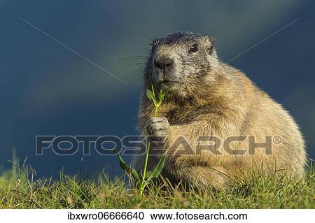 Marmot (Marmota marmota) in the Alps, Hohe Tauern National Park, Austria, Europe View Large Photo Image Stock Image - Marmot (Marmota marmota) in the Alps, Hohe Tauern National Park, Austria, Europe. Fotosearch