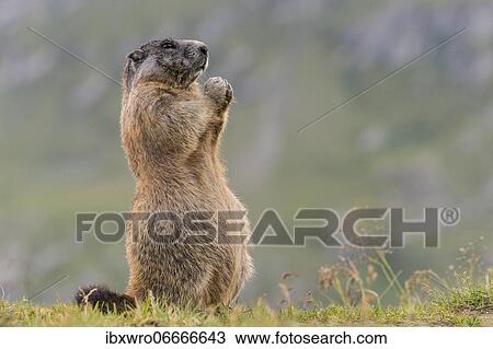 Marmot (Marmota marmota) in the Alps, Hohe Tauern National Park, Austria, Europe View Large Photo Image Stock Image - Marmot (Marmota marmota) in the Alps, Hohe Tauern National Park, Austria, Europe. Fotosearch