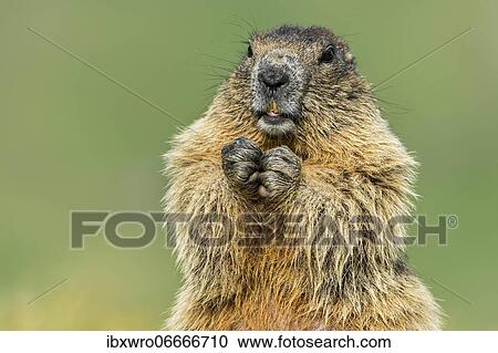 Marmot (Marmota marmota) in the Alps, Portrait, Hohe Tauern National Park, Austria, Europe View Large Photo Image Stock Image - Marmot (Marmota marmota) in the Alps, Portrait, Hohe Tauern National Park, Austria, Europe. Fotosearch