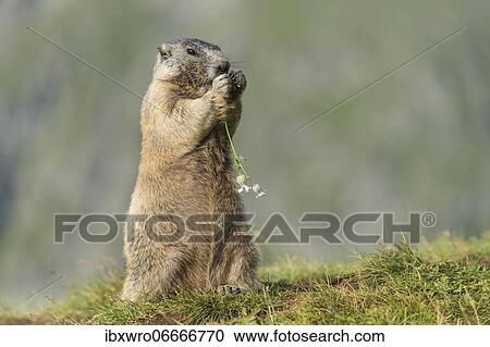 Marmot (Marmota marmota) in the Alps, eating flower, Hohe Tauern National Park, Austria, Europe View Large Photo Image Stock Image - Marmot (Marmota marmota) in the Alps, eating flower, Hohe Tauern National Park, Austria, Europe. Fotosearch