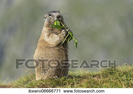 Marmot (Marmota marmota) in the Alps, eating flower, Hohe Tauern National Park, Austria, Europe View Large Photo Image Stock Image - Marmot (Marmota marmota) in the Alps, eating flower, Hohe Tauern National Park, Austria, Europe. Fotosearch