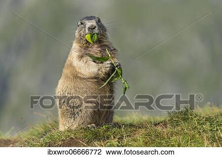 Marmot (Marmota marmota) in the Alps, eating flower, Hohe Tauern National Park, Austria, Europe View Large Photo Image Stock Image - Marmot (Marmota marmota) in the Alps, eating flower, Hohe Tauern National Park, Austria, Europe. Fotosearch