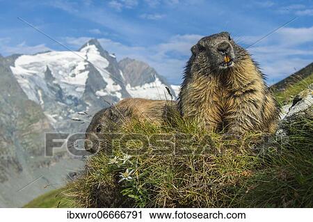 Stock Image - Marmot (Marmota marmota) in the Alps, mountain panorama with edelweiss, Hohe Tauern National Park, Austria, Europe. Fotosearch