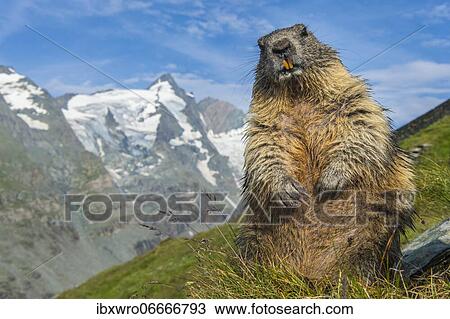 Marmot (Marmota marmota) in the Alps, Hohe Tauern National Park, Austria, Europe View Large Photo Image Stock Image - Marmot (Marmota marmota) in the Alps, Hohe Tauern National Park, Austria, Europe. Fotosearch