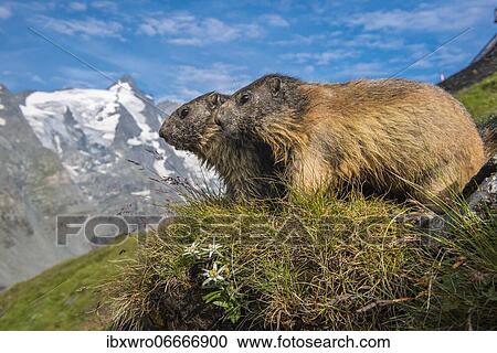 Marmot (Marmota marmota) in the Alps, mountain panorama with edelweiss, Hohe Tauern National Park, Austria, Europe View Large Photo Image Stock Image - Marmot (Marmota marmota) in the Alps, mountain panorama with edelweiss, Hohe Tauern National Park, Austria, Europe. Fotosearch