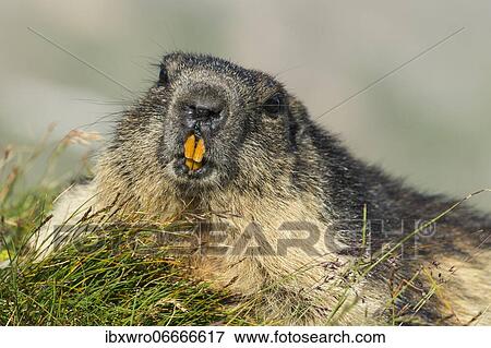 Marmot (Marmota marmota) in the Alps, Portrait, Hohe Tauern National Park, Austria, Europe View Large Photo Image Stock Photo - Marmot (Marmota marmota) in the Alps, Portrait, Hohe Tauern National Park, Austria, Europe. Fotosearch
