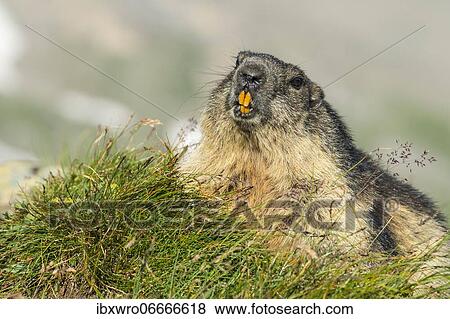 Marmot (Marmota marmota) in the Alps, Portrait, Hohe Tauern National Park, Austria, Europe View Large Photo Image Stock Photo - Marmot (Marmota marmota) in the Alps, Portrait, Hohe Tauern National Park, Austria, Europe. Fotosearch