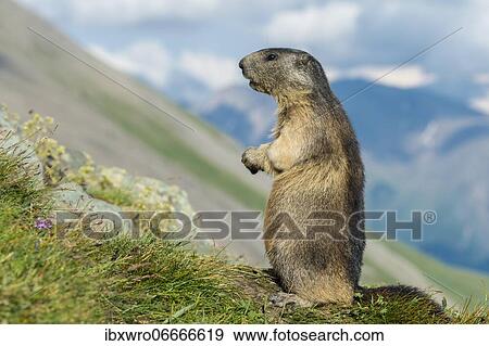 Marmot (Marmota marmota) in the Alps, Hohe Tauern National Park, Austria, Europe View Large Photo Image Stock Photo - Marmot (Marmota marmota) in the Alps, Hohe Tauern National Park, Austria, Europe. Fotosearch