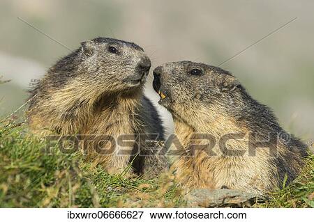 Stock Photo - Marmot (Marmota marmota) in the Alps, Hohe Tauern National Park, Austria, Europe. Fotosearch