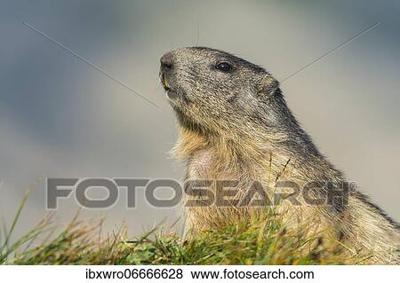 Marmot (Marmota marmota) in the Alps, Hohe Tauern National Park, Austria, Europe View Large Photo Image Stock Photo - Marmot (Marmota marmota) in the Alps, Hohe Tauern National Park, Austria, Europe. Fotosearch
