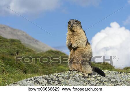 Marmot (Marmota marmota) in the Alps, Hohe Tauern National Park, Austria, Europe View Large Photo Image Stock Photo - Marmot (Marmota marmota) in the Alps, Hohe Tauern National Park, Austria, Europe. Fotosearch