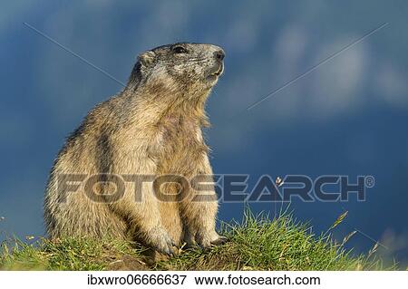 Marmot (Marmota marmota) in the Alps, Hohe Tauern National Park, Austria, Europe View Large Photo Image Stock Photo - Marmot (Marmota marmota) in the Alps, Hohe Tauern National Park, Austria, Europe. Fotosearch