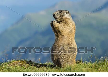 Marmot (Marmota marmota) in the Alps, Hohe Tauern National Park, Austria, Europe View Large Photo Image Stock Photo - Marmot (Marmota marmota) in the Alps, Hohe Tauern National Park, Austria, Europe. Fotosearch