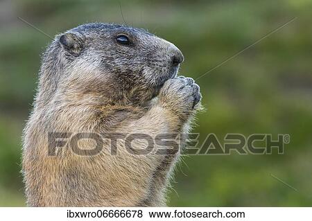 Marmot (Marmota marmota) in the Alps, Portrait, Hohe Tauern National Park, Austria, Europe View Large Photo Image Stock Photo - Marmot (Marmota marmota) in the Alps, Portrait, Hohe Tauern National Park, Austria, Europe. Fotosearch