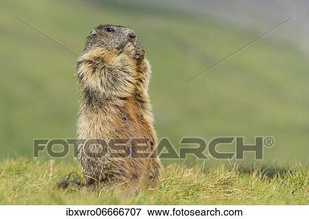 Stock Photo - Marmot (Marmota marmota) in the Alps, Hohe Tauern National Park, Austria, Europe. Fotosearch