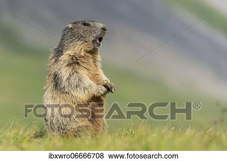 Marmot (Marmota marmota) in the Alps, Hohe Tauern National Park, Austria, Europe View Large Photo Image Stock Photo - Marmot (Marmota marmota) in the Alps, Hohe Tauern National Park, Austria, Europe. Fotosearch