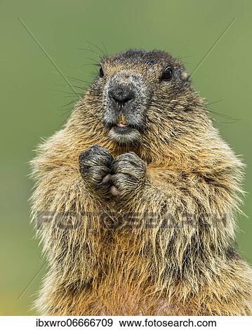 Marmot (Marmota marmota) in the Alps, Portrait, Hohe Tauern National Park, Austria, Europe View Large Photo Image Stock Photo - Marmot (Marmota marmota) in the Alps, Portrait, Hohe Tauern National Park, Austria, Europe. Fotosearch