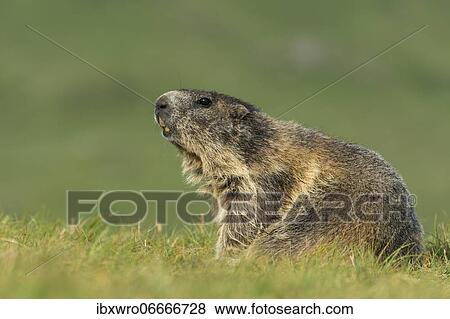 Marmot (Marmota marmota) in the Alps, Hohe Tauern National Park, Austria, Europe View Large Photo Image Stock Photo - Marmot (Marmota marmota) in the Alps, Hohe Tauern National Park, Austria, Europe. Fotosearch