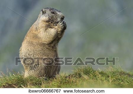 Marmot (Marmota marmota) in the Alps, Hohe Tauern National Park, Austria, Europe View Large Photo Image Stock Photo - Marmot (Marmota marmota) in the Alps, Hohe Tauern National Park, Austria, Europe. Fotosearch