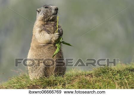 Marmot (Marmota marmota) in the Alps, eating flower, Hohe Tauern National Park, Austria, Europe View Large Photo Image Stock Photo - Marmot (Marmota marmota) in the Alps, eating flower, Hohe Tauern National Park, Austria, Europe. Fotosearch