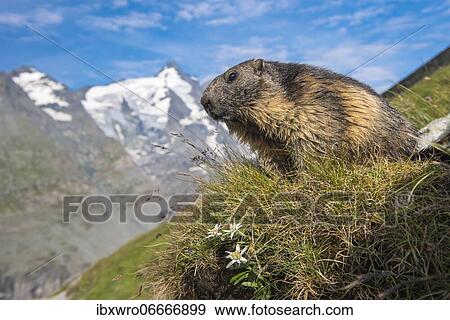 Marmot (Marmota marmota) in the Alps, mountain panorama with edelweiss, Hohe Tauern National Park, Austria, Europe View Large Photo Image Stock Photo - Marmot (Marmota marmota) in the Alps, mountain panorama with edelweiss, Hohe Tauern National Park, Austria, Europe. Fotosearch