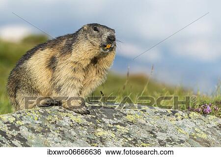 Marmot (Marmota marmota) in the Alps, Hohe Tauern National Park, Austria, Europe View Large Photo Image Stock Photograph - Marmot (Marmota marmota) in the Alps, Hohe Tauern National Park, Austria, Europe. Fotosearch
