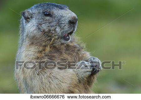 Marmot (Marmota marmota) in the Alps, Portrait, Hohe Tauern National Park, Austria, Europe View Large Photo Image Stock Photograph - Marmot (Marmota marmota) in the Alps, Portrait, Hohe Tauern National Park, Austria, Europe. Fotosearch