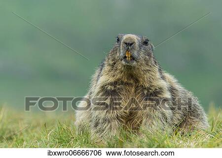 Marmot (Marmota marmota) in the Alps, Hohe Tauern National Park, Austria, Europe View Large Photo Image Stock Photograph - Marmot (Marmota marmota) in the Alps, Hohe Tauern National Park, Austria, Europe. Fotosearch