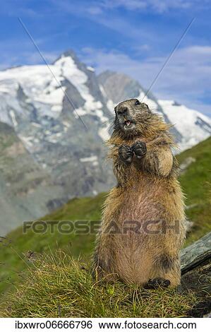 Marmot (Marmota marmota) in the Alps, mountain panorama, Hohe Tauern National Park, Austria, Europe View Large Photo Image Stock Photograph - Marmot (Marmota marmota) in the Alps, mountain panorama, Hohe Tauern National Park, Austria, Europe. Fotosearch