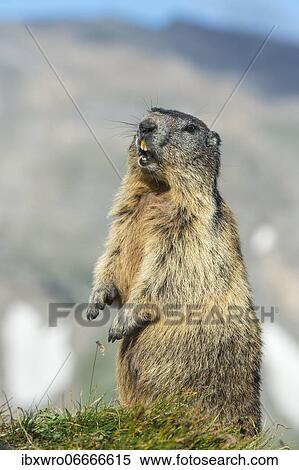 Marmot (Marmota marmota) in the Alps, Hohe Tauern National Park, Austria, Europe View Large Photo Image Stock Photography - Marmot (Marmota marmota) in the Alps, Hohe Tauern National Park, Austria, Europe. Fotosearch